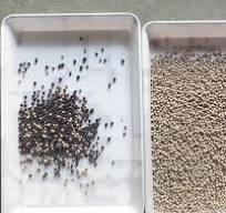 AI Pepper Seed Color Sorter Machine Chili Seed Color Sorting ...