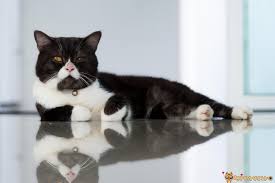 en guzel ingilizce kedi isimleri miyavliyo