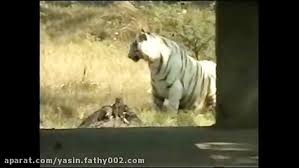 Apr 16, 2020 · it created a crossover that actually handled and stopped, like a fast wagon. Pertarungan Elang Vs Dua Predator Terbaik Di Dunia Elang Vs Singa Vs Harimau