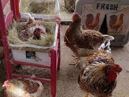 Lightweight plastic nesting boxes will need to be attached to something so they don't move when the hens are using them. Make A Chicken Nest Box From A Plastic Dish Pan