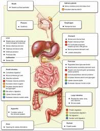 Digestive System Function Science Photo Image With Digestive System Function Human Digestive System Digestive System Parts Digestive System Function