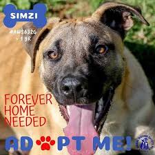 Jiji.com.gh more than 112 boerboel dogs & puppies are waiting for you buy your future friend today ▷ prices are starting from gh₵ 450 in ghana. Awspe Instagram Posts Photos And Videos Picuki Com