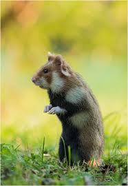 Feldhamster Susse Hamster Saugetiere Tiere