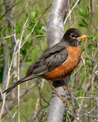 Black Bird With Orange Belly Michigan American Robin A Sure Sign Of Spring American Robin Bird Pictures Robin Bird