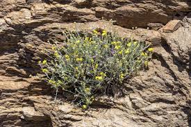 Image result for Helichrysum decorum