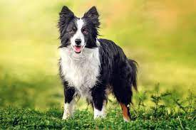 Border Collie Dog Breed Information Characteristics Daily Paws
