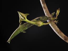 Image result for Ceropegia cimiciodora