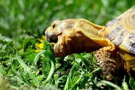This page contains affiliate links. What Do Box Turtles Eat Complete Diet Feeding Guide Everything Reptiles