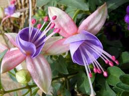 Maybe you would like to learn more about one of these? Beautiful And Unique Flower You Should Have In Your Garden 300 Unusual Flowers Rare Flowers Unique Flowers