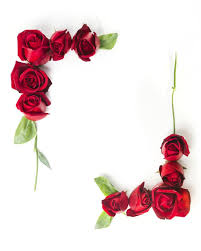 Frame Made With Decorated Red Roses On White Background Free Photo Flower Phone Wallpaper Flower Frame Flower Background Wallpaper