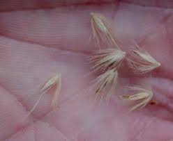 Image result for Cenchrus macrourus