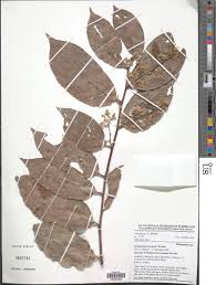 Image result for Dichapetalaceae