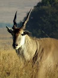 Besondere unterkünfte zum kleinen preis. The Common Eland A Mighty Big Piece Of Meat The Photographic Journey Of Bulldog