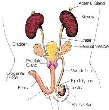 Source for information on the reproductive system: Diagram Of Male Rat Testes Wiring Diagram Services