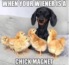 10 Adorable Dachshund Memes That Will Make Your Day