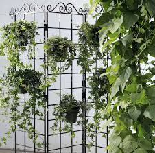 How Do You Grow English Ivy Indoors Rose Garden Design English Ivy Indoor Houseplants