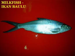 The country maintains a constant economical scale due to the. Iwp Iqf Frozen Milkfish Products Malaysia Iwp Iqf Frozen Milkfish Supplier
