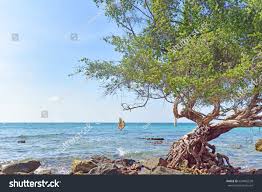 Image result for Pemphis