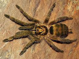 As often the case with tarantulas, the females live longer than males, with the former living up to 7 years compared to the 2 years that males can expect to reach. Trinidad Olive Holothele Incei Soderzhanie V Domashnih Aquatic Insects Insects Tarantula