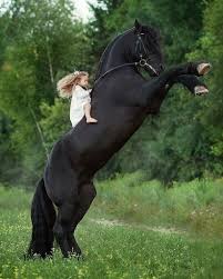 Horses Na Instagramu Wow Tag A Friesian Lover Dasha Spark Cute Horses Horses Funny Horses