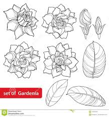 Vector Set With Outline Gardenia Flower Ornate Bud And Leaves In Black Isolated On White Background Stock Vector Il Gardenia Tattoo Flower Drawing Gardenia