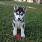 So You Want to Own a Husky? Think About These 5 Husky Facts