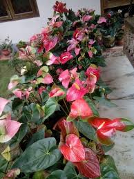 Pin On Gardening