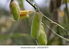 Image result for Crotalaria sphaerocarpa