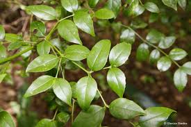 Image result for Cassinopsis ilicifolia