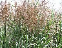 The prices of cannabis seeds vary widely. Brome Grass Seed Brome Seed Smooth Bromegrass Seed Allied Seed