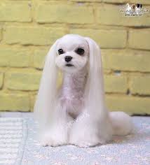 The korean jindo dog is famous in its home country, but you may not know much else. Korean Dog Grooming Style Maltezer Someone Let Me Do This To Their Dog Please Dog Grooming Styles Dog Grooming Dog Haircuts