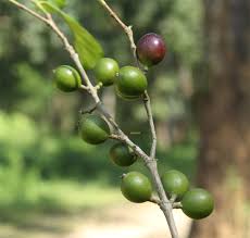 Image result for Tricalysia sp. E