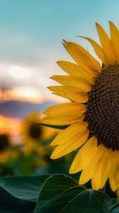 Sunflower Wallpapers Sunflowerwallpaper Sunflowerwallpaper Sunflower Wallpapers Su Sunflower Wallpaper Beautiful Nature Wallpaper Sunflower Iphone Wallpaper