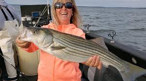 The name already suggests how much the striper must love it to get the tag of striper candy. Striper Fishing With Live Bait Lake Texoma Guide Aaron Sharp