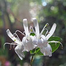 Il giovane che si innamorò di se stesso vedendosi riflesso in una fonte, profumato fiore bianco, il giovane che si invaghì di se stesso per gardenia: Fiori Bianchi Profumatissimi I 10 Fiori Piu Profumati Del Mondo Sconto Fiori Profumati 2019 Fiori Bianchi Fragranti In Vendita Su Kendag Prism