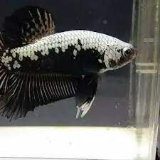 Sifatnya yang bisa memberi kesan hangat membuat batu ini sering diaplikasikan untuk eksterior, lantai rumah atau lantai kolam. 10 Rekomendasi Ikan Cupang Yang Dikenal Agresif Wajib Kamu Koleksi