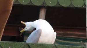 We did not find results for: Seagull Meme Youtube