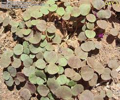 Image result for Boerhavia erecta