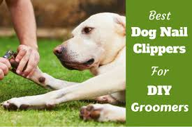 best dog nail clippers for diy groomers