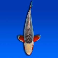 Explore coy fish114's (@coy_fish114) posts on pholder | see more posts from u/coy_fish114 like poor guy Japanese Koi Fish Tattoo Meaning Bangkok Tattoo Studio 13 Thailand