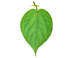 Image result for Trema orientale