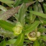 Image result for Enydra fluctuans