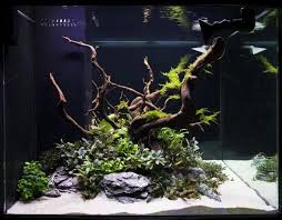 Spiderwood Aquarium Driftwood Aquarium Aquascape