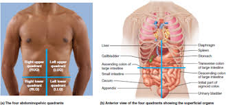 A regional study of human structure. Solved Using Directional Terms Describe The Location Of The L Chegg Com