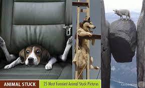 This investigation can be a real fun! 25 Funny Animal Stuck Pictures From Around The World