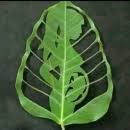 Dr. Afsheen Ali Memon, Obstetrician & Gynaecologist in Riyadh