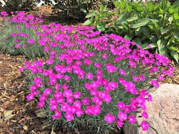 In the third year, your perennials should get to a more mature size, and your flower bed will start to look the way you envisioned. Low Maintenance Perennials For Sun And Shade Andrea Dekker