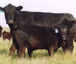 Black Angus Calves For Sale Near Me Pros And Cons Of Raising Angus Cattle With Images Cattle Farming Cattle Ranching Cattle For Sale