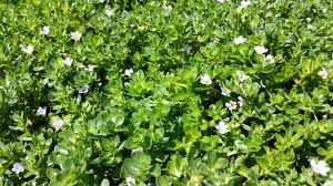 Image result for Bacopa monnieri