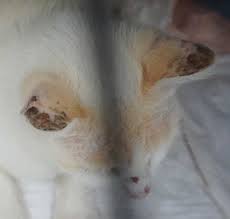 If not, you can use a digital rectal thermometer to take the temperature of pets. How To Help Cats With Skin Cancer Catster
